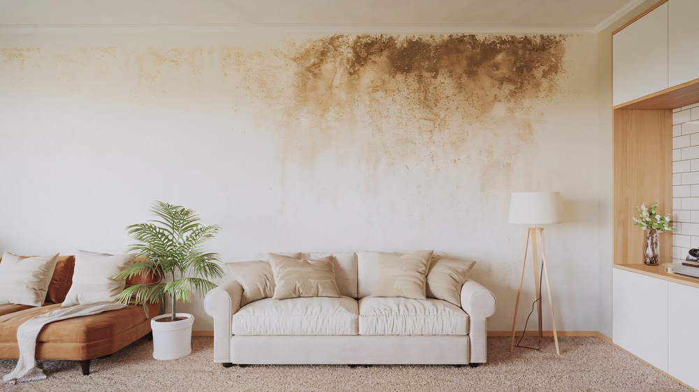 leak-and-mold