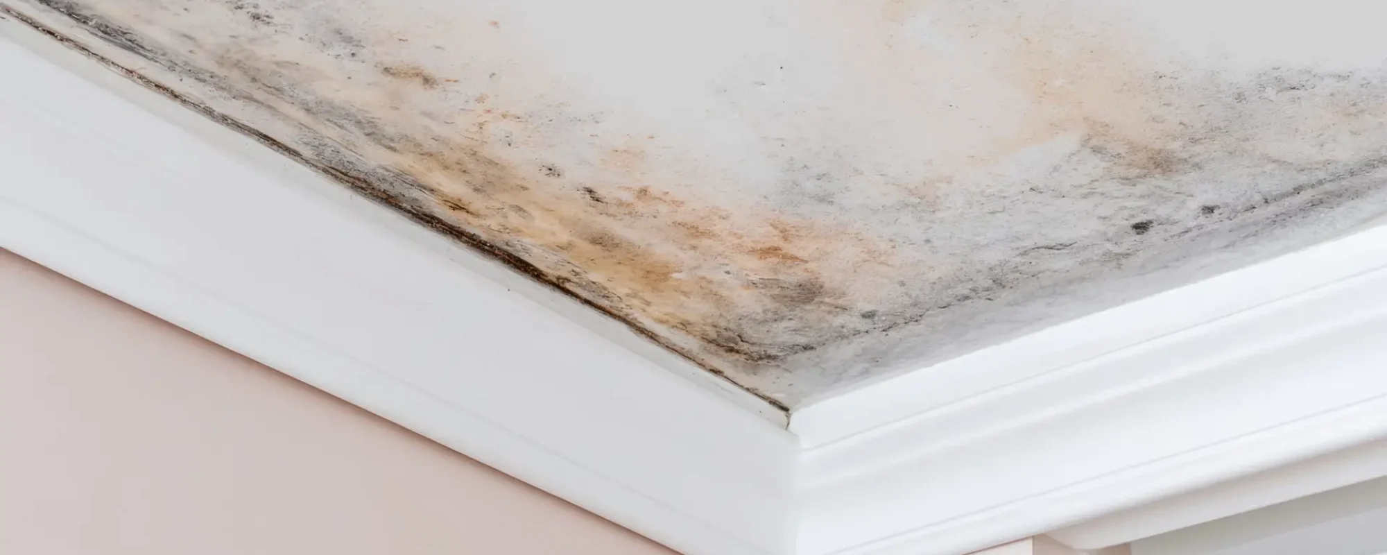 Water-stained ceiling corner with visible moisture damage and mold growth.